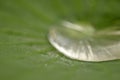 Blur- Water drop on lotus leaf in nature Royalty Free Stock Photo