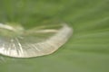 Blur- Water drop on lotus leaf in nature Royalty Free Stock Photo