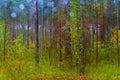 Blur water drops of rain on window. autumn yellow-green forest in background. Autumnal rainy landscape.