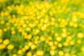 Blure green field with yellow dandelions. Closeup of yellow spring flowers on the ground