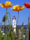 blure poppies with the lighthouse