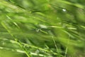 Blured Background of Grass