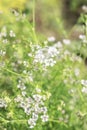 Blured background with white flowers and grass