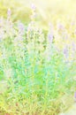 Blured flowers backgrounds Royalty Free Stock Photo