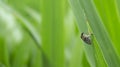 Blured image- An insect is sitting on the grass top with a background of bokeh blur