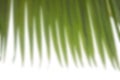 Blured phoenix palm leaf on white background for bokeh effect. Top view