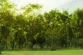 Blured photo Green trees and gardens Beautiful light in the morning Royalty Free Stock Photo