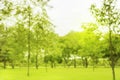 Blured photo Green trees and gardens Beautiful light in the morning Royalty Free Stock Photo