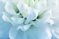 Blured white petals of chrysanthemum close-up