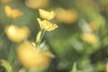 BlurrBlurry natural green and yellow meadow background macro. soft focus. shallow depth of field. Toned vintage image