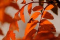 Blurred abstract background of autumn nature. Autumnal natural bokeh of red and orange leaves of rowan tree for backdrop Royalty Free Stock Photo