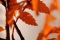 Blurred abstract background of autumn nature. Autumnal natural bokeh of red and orange leaves of rowan tree for backdrop Royalty Free Stock Photo