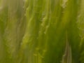 Blurred Abstract of Cacti Leaves