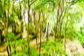 Blurred abstract background photo of forest with surreal motion blur effect Royalty Free Stock Photo