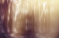 Blurred abstract background photo of forest with surreal motion Royalty Free Stock Photo