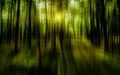 Blurred abstract background photo of natural forest with misty s Royalty Free Stock Photo