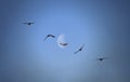 Blurred abstract birds at blue sky like symbol of freedom