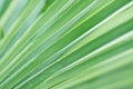 Blurred Abstract Botanical Background Palm Tree Striped Leaf with Geometrical Pattern. Natural Soft Greenery Color. Background