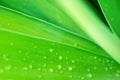 Blurred Abstract Botanical Nature Background. Elegant Large Green Palm Leaf with Rain Drops. Background Wallpaper Poster Template Royalty Free Stock Photo