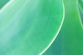 Blurred Abstract Botanical Nature Background. Elegant Large Light Green Palm Leaf. Natural Soft Greenery Color. Background Royalty Free Stock Photo