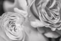 Blurred abstract floral background whis Beautiful delicate roses flowers close up picture. Macro shot, defocused photo Royalty Free Stock Photo