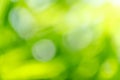 Blurred abstract of green leaf for natural and ecology background