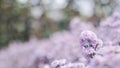 Blurred Abstract natural background in the forest with copy space, Pink flower landscape, Sustainable development on renewable Royalty Free Stock Photo