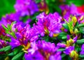 Blurred abstract nature background. Soft flowers texture. Vague purple colors, abstract nature texture. Rhododendron Mucronulatum