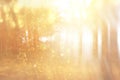 Blurred abstract photo of light burst among trees and glitter bokeh lights. filtered image and textured. Royalty Free Stock Photo