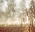 Blurred abstract photo of light burst among trees and glitter bokeh lights. filtered image and textured. Royalty Free Stock Photo