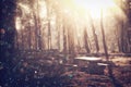 Blurred abstract photo of light burst among trees and glitter bokeh lights. filtered image and textured. Royalty Free Stock Photo