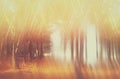 Blurred abstract photo of light burst among trees and glitter bokeh lights. filtered image and textured. Royalty Free Stock Photo