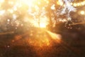 Blurred abstract photo of light burst among trees and glitter golden bokeh lights Royalty Free Stock Photo