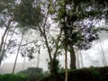 Blurred, Abstract, tea plantation with a stretch of green tea leaves and thick fog for background