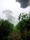 Blurred, Abstract, tea plantation with a stretch of green tea leaves and thick fog for background