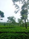 Blurred, Abstract, tea plantation with a stretch of green tea leaves and thick fog for background