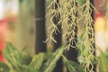 Blurred aerial root of Spanish moss in the air Royalty Free Stock Photo