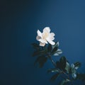 Blurred Analog Photograph Of Gardenia In Front Of Dark Blue Wall