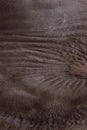 Blurred animals texture. Wildlife, Animals, Textures Concept. Cropped Shot Of Brown Camel Fur. Brown Fur Close Up.