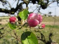 Blurred apple flower closed buds in spring . Tuscany, Italy Royalty Free Stock Photo