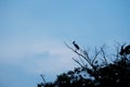 Blurred Asia bird standing on the top of the tree