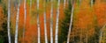 blurred Aspen Birch Trees in Autumn Falls with White Trunks Foliage Forest Royalty Free Stock Photo