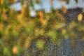 Blurred autumn background. Spider web, dew drops on a grid. Abstract unobtrusive background Royalty Free Stock Photo