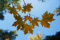 Blurred autumn background with yellow, red, brown maple leaves against the blue sky. Branch with colorful autumn leaves. Royalty Free Stock Photo