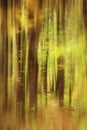 Blurred autumn forest landscape Royalty Free Stock Photo