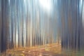 Blurred autumn forest landscape Royalty Free Stock Photo