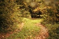 Blurred autumn forest landscape Royalty Free Stock Photo