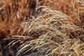 Blurred autumn grass with dew drops in the morning Royalty Free Stock Photo