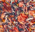 Blurred autumn leaves background. Dry colorful autumn leaves background.