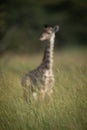 Blurred baby Masai giraffe stands in grass
